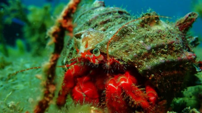 九十九島3Diveで夏を満喫(*´▽｀*)楽しかった～