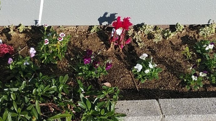 園芸の花たち