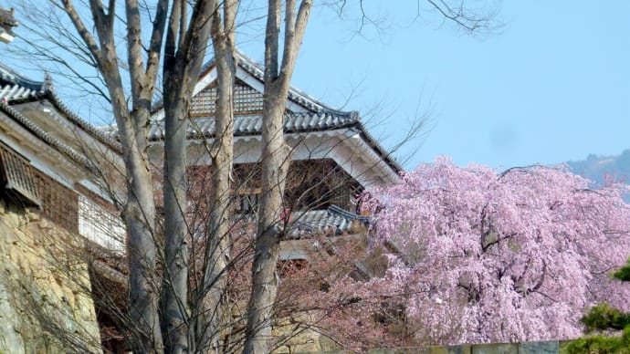 信濃の春･･･上田城千本桜祭り②･･･東虎口櫓門前の桜