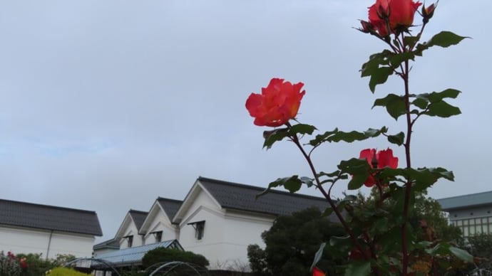 晩秋の薔薇たち～綾部バラ園