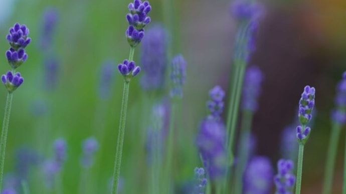 ●我が家の5月の花 (12)ブルー(紫)系の花6種 ラベンダー ベロニカ・ロイヤルキャンドル 宿根・ブルーサルビア ヤマアジサイ・藍姫 紫露草 シラン