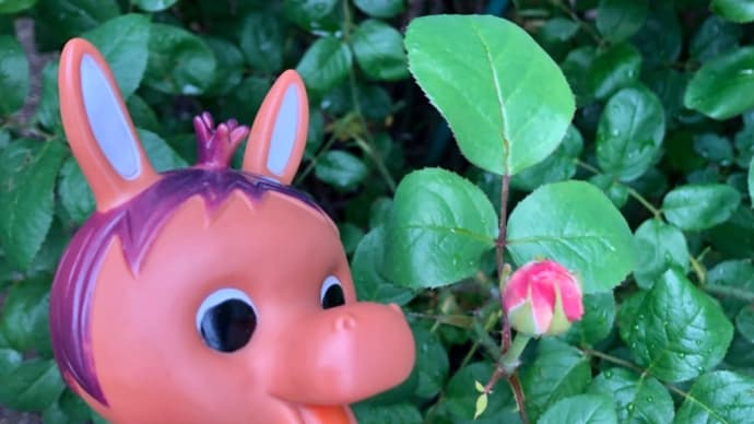 ロバくんとピンクの薔薇のつぼみ