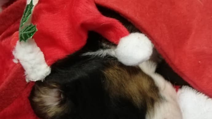 Merry Christmas~🎄🎅🎁✨