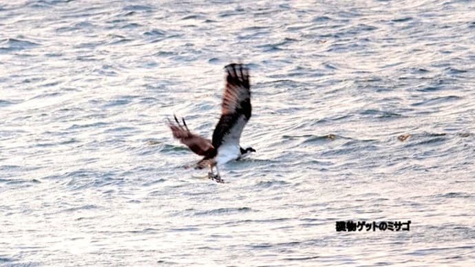 12/10探鳥記録写真:狩尾岬の鳥たち(獲物ゲットのミサゴ、クロサギの飛翔、)