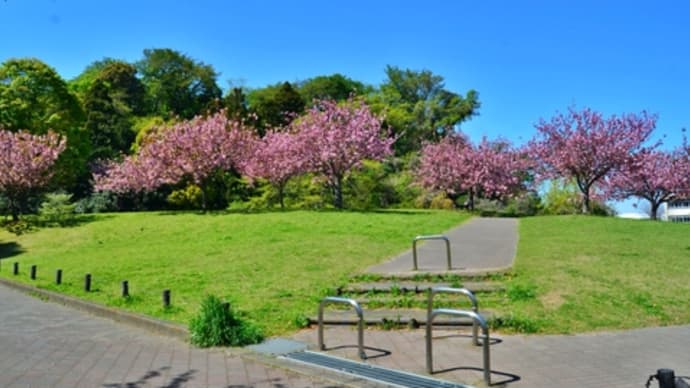 八重桜