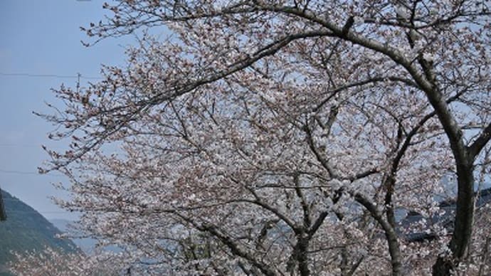 異動内示＆H25桜