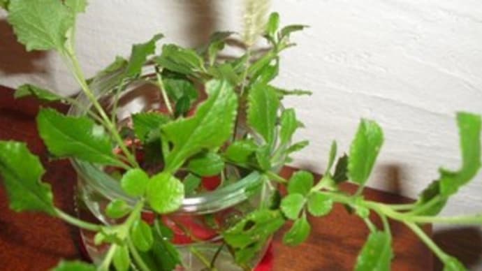 観葉植物&孫達との遊び