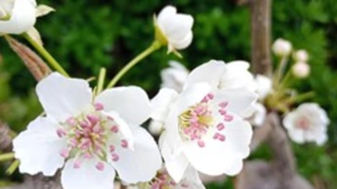 お手伝い 3月4回目 摘蕾&花摘み