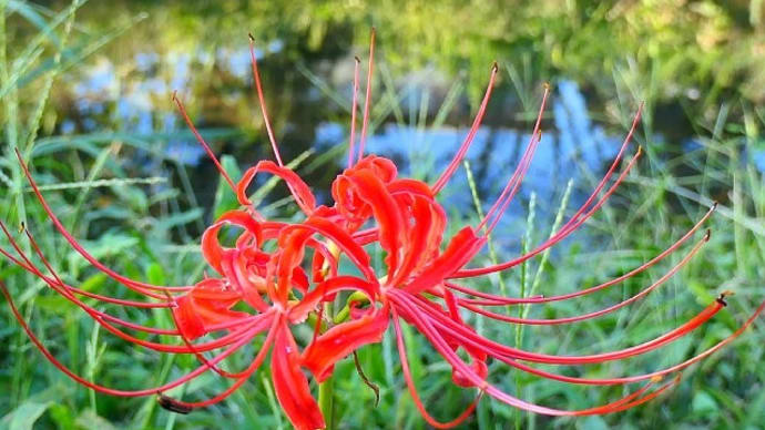 紅い彼岸花と幻日