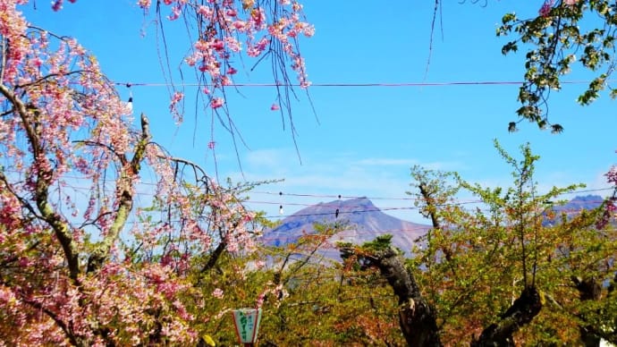 青葉ヶ丘公園の桜2024年5月9日