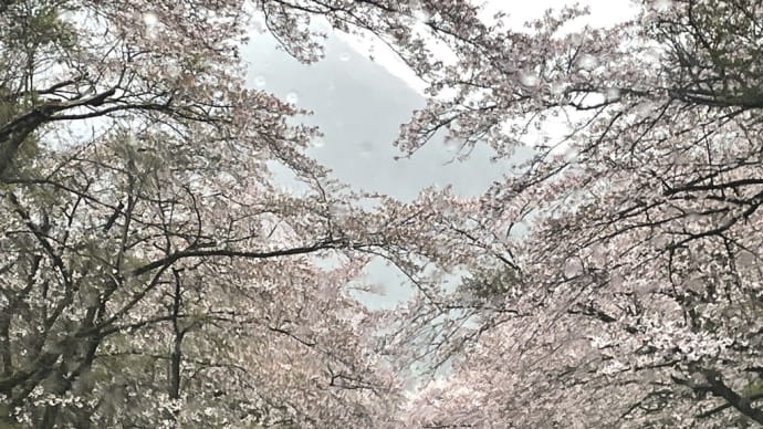 春もプラプラ、桜の季節！の巻