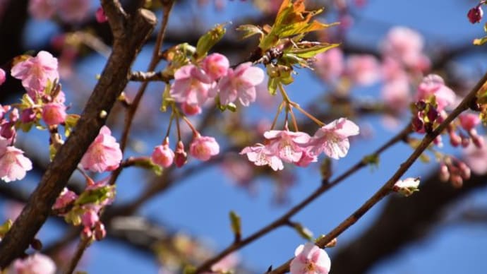 小石川植物園に梅を見に行きます　　　1