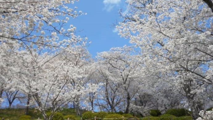 あまりにお天気がよいので。