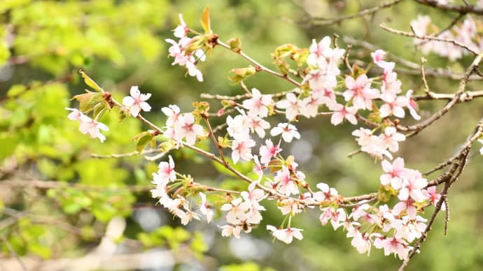 日本一遅い桜…チシマザクラ