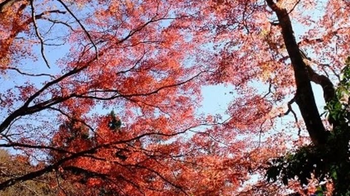 箱根で紅葉狩り
