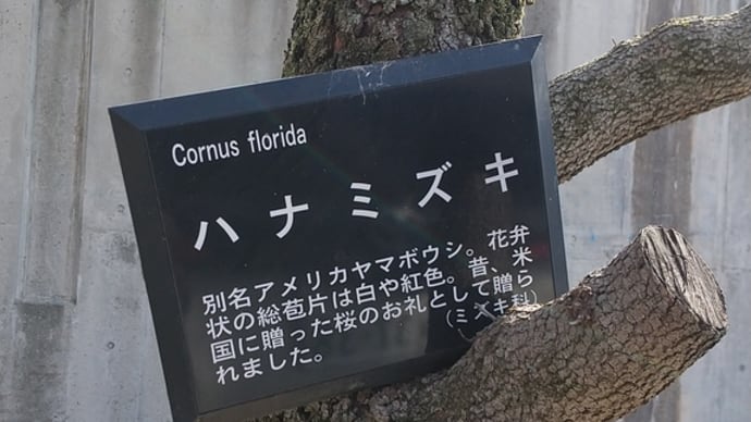 【運動公園の木⑱】ハナミズキ