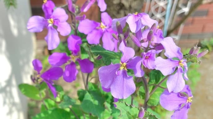 紫花菜が咲き出して(*^o^*)