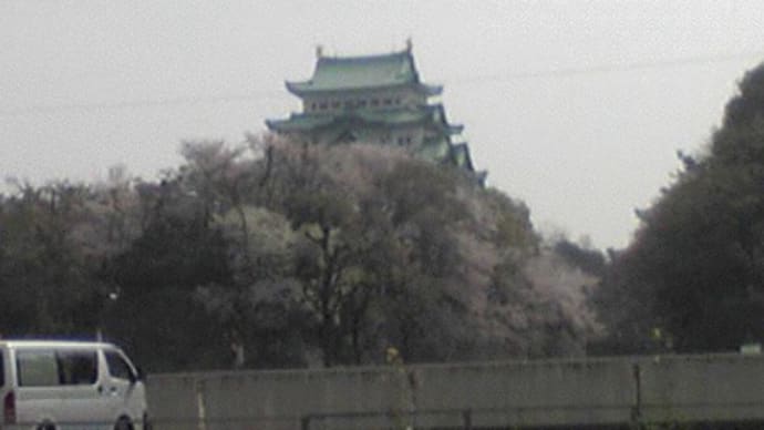 名古屋城の桜2010