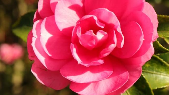 千重咲きの山茶花「緋乙女」(椿山茶花シリーズ 20-12)