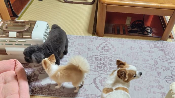孫ワンコを預かりました