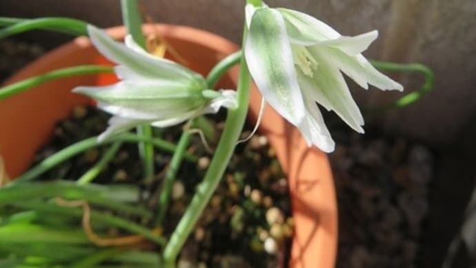 ガラスの花