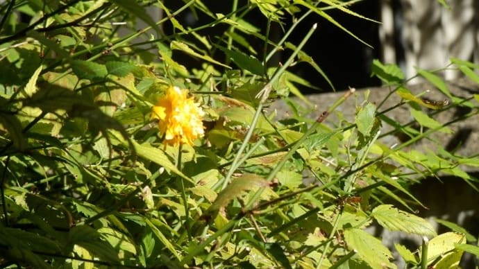 狂い咲き山吹の花黄色蝶／光求めてホトトギス咲く