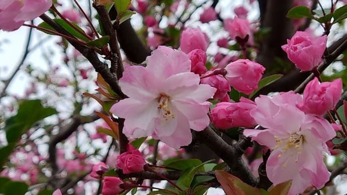 運動公園の桜とか…