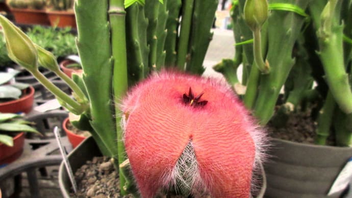 オオバナサイカク、 買いたい?、悪魔の花!!