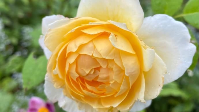 庭のお花達 薔薇モリニユー他