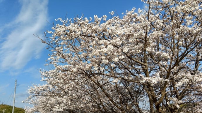 今年は桜満開が早い～🌺