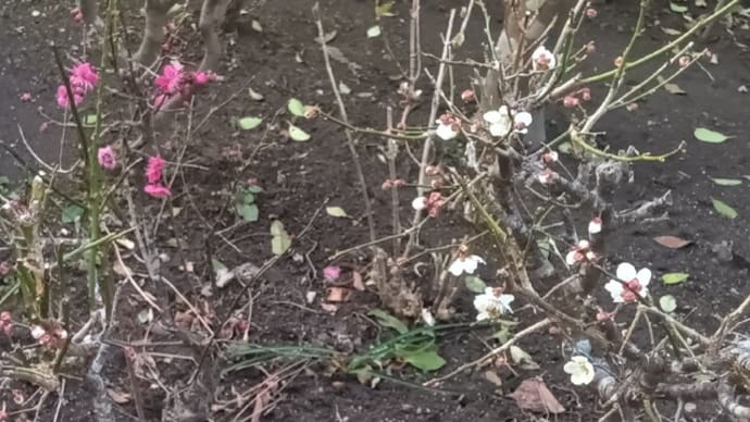 梅開花す