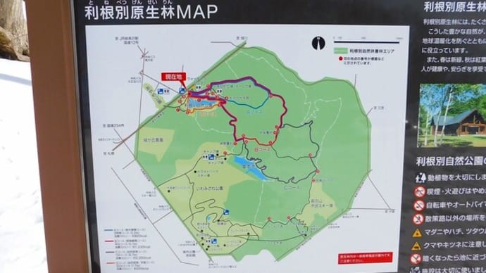 利根別原生林