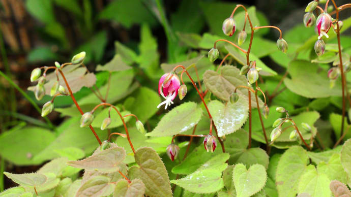 イカリソウの仲間たち & 春を彩る黄色の花たち