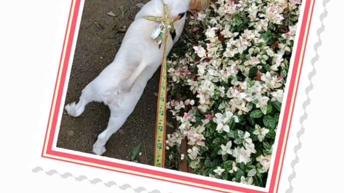夏~秋