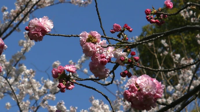 盛りの過ぎた桜など/東京2-2