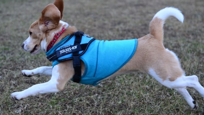 Beagle Goodデビュー編