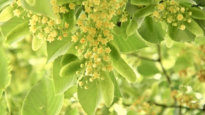 菩提樹