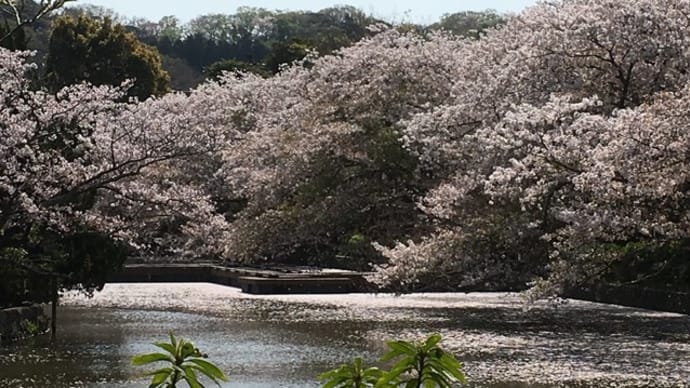 名残の桜