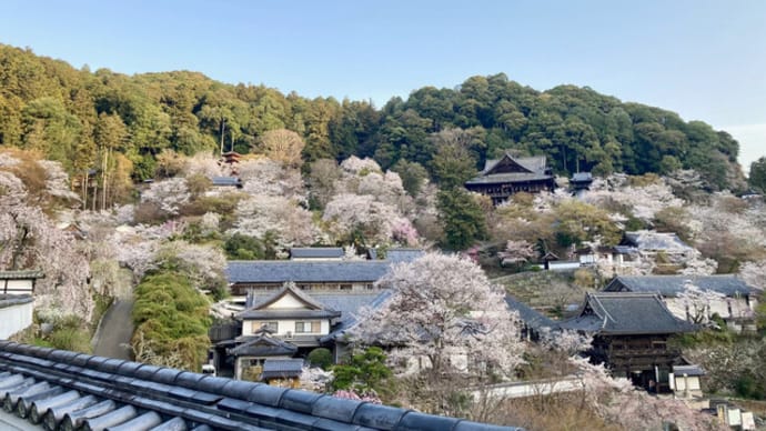 長谷寺の桜(4月8日)