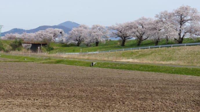 弥彦山 2013-4 まとめtake1