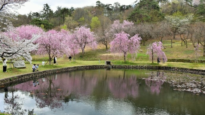 さくら狩り　新潟県長岡市御山町　悠久山桜まつり：悠久山公園（6）ひょうたん池のしだれ桜