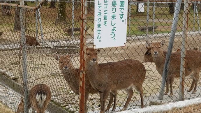 ご飯ちょうだい