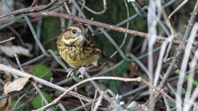 勝浦 ヒメアマツバメなど