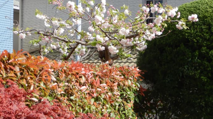 我が家の八重桜が満開です