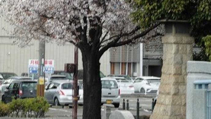 姫路市内 の 桜