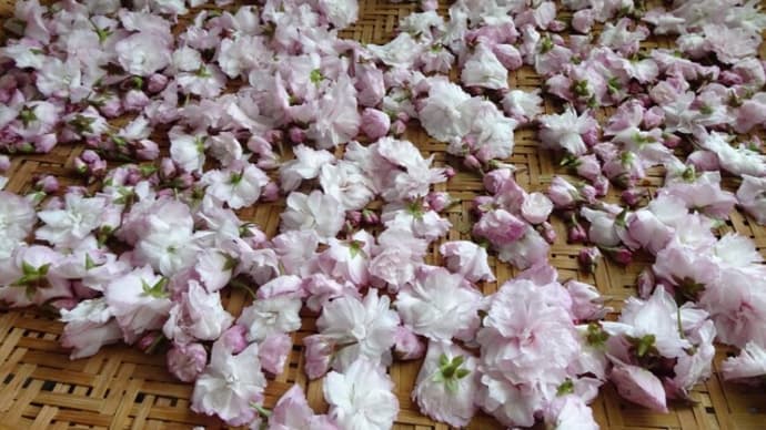 八重桜の塩漬け