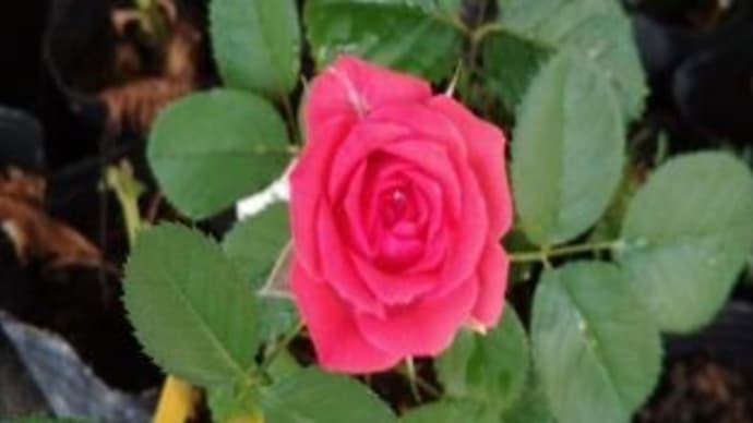 実家から貰って来た赤色のバラ・・・花が咲きました~~!