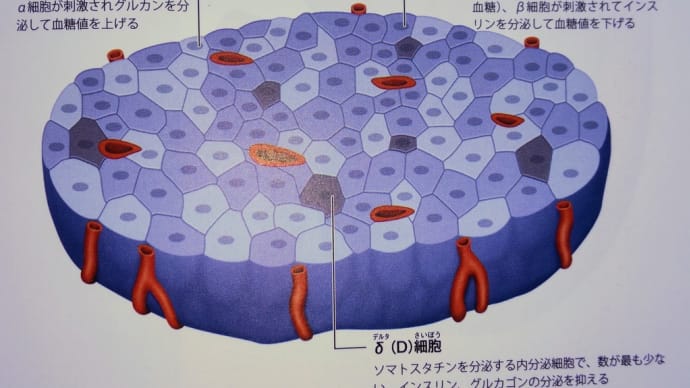 消化器⑬  血糖値調整のしくみ