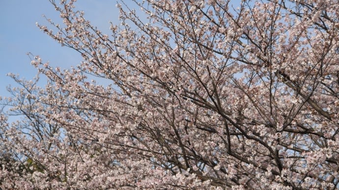 08/Apr  染井吉野と春モミジの花と芝桜とカワセミの給餌シーン