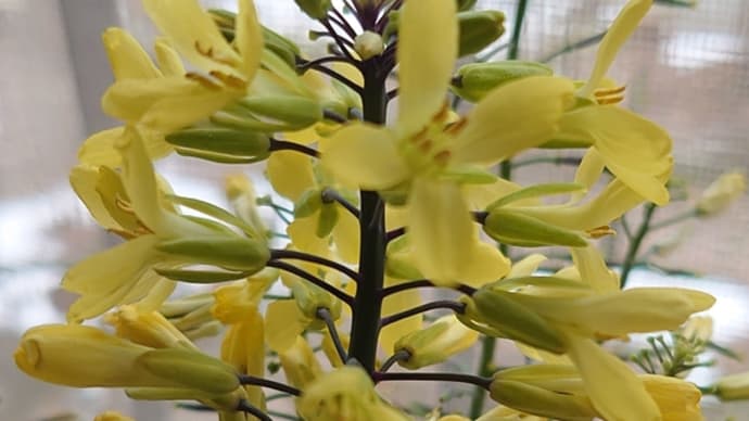 ☆葉牡丹の花